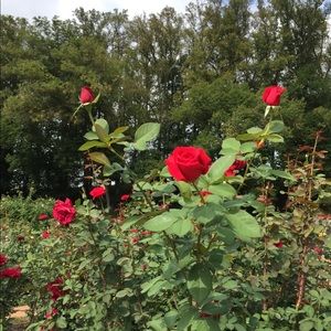 Meet your Posher, Karen